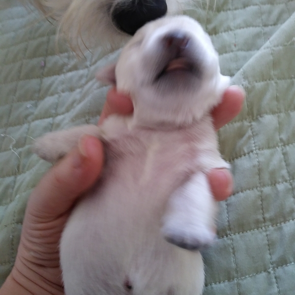 Pinup Style Jeans Small 'NEW' - Picture 9 of 14